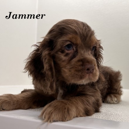 puppy, for, sale, Cocker Spaniel, Joe & Cherri  Overlease, dog, breeder, Miller, MO, dog-breeder, puppy-for-sale, forsale, nearby, find, puppyfind, locator, puppylocator, aca